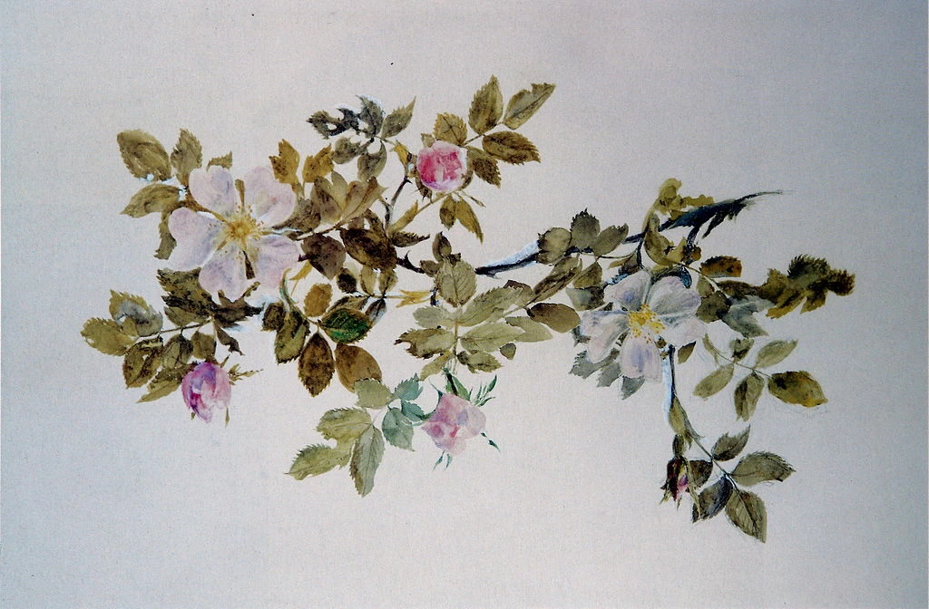 Studio della rosa selvatica, 1871